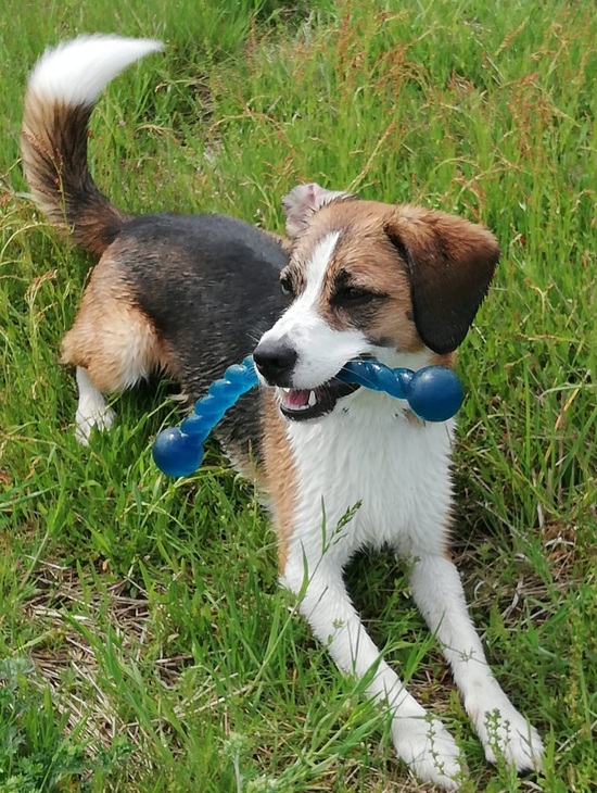 hundetraining 2